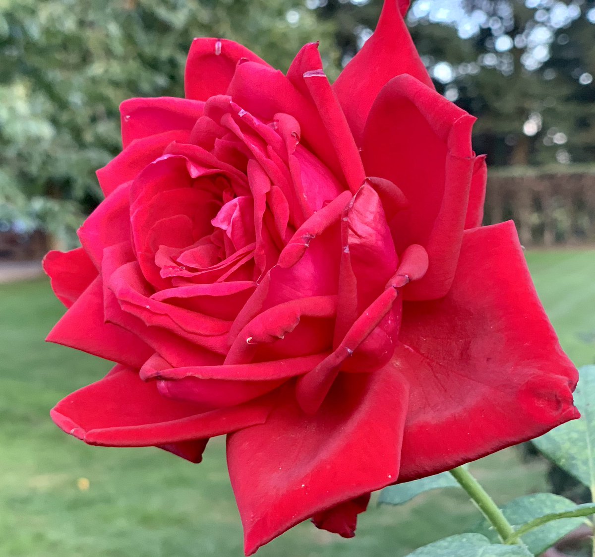 Ank van Lier tweet media