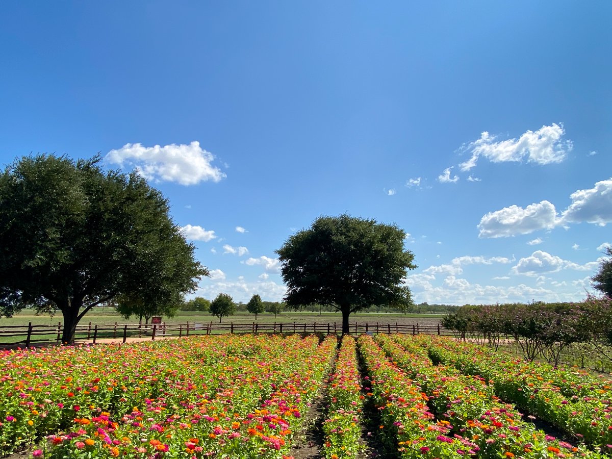 Alanna Yee tweet media