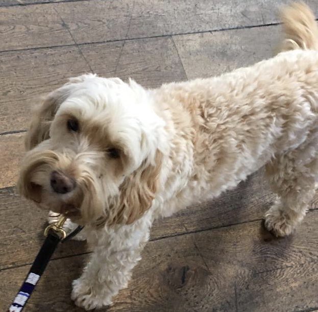 LouisChristie44's tweet photo. @FINDMISSINGDOGS @MissingPetsGB                             🐶STILL MISSING DOGS🐶
5 weeks Missing
07799838578
These two dogs are missing, presumed stolen, from West Sussex. They belong to different households and any information is appreciated.
REWARD AVAILABLE FOR SAFE RETURN https://t.co/ZgfUkYFFn1