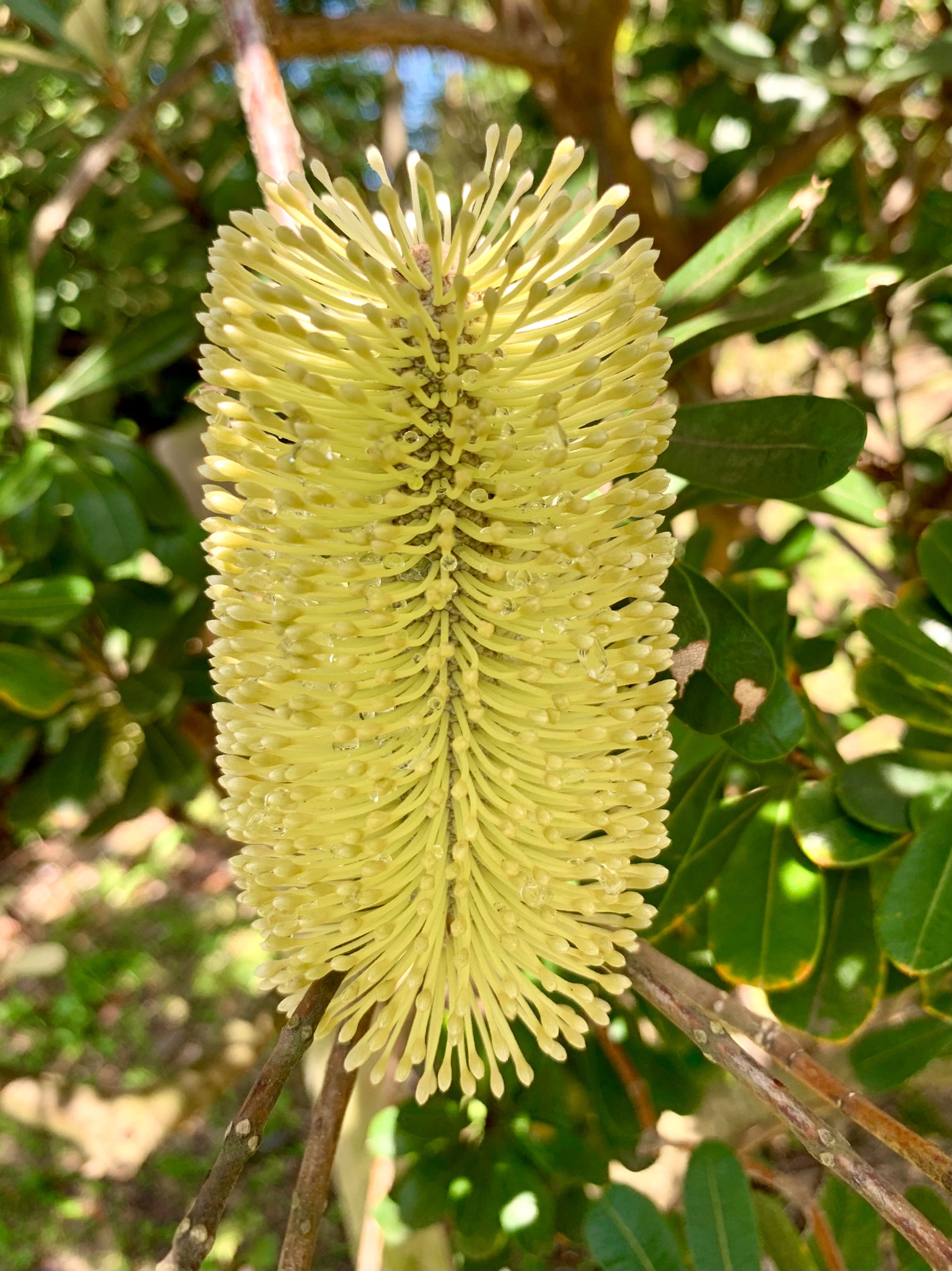 Cloudsailor 星羅の一日一花 コースト バンクシア 円筒形の花序に淡黄色の花 花 後 花序が木化して松笠状になる ヤマモガシ科バンクシア属 オーストラリア原産 オーストラリア東部の海岸近くの湿地帯に自生 Coast Banksia Banksia