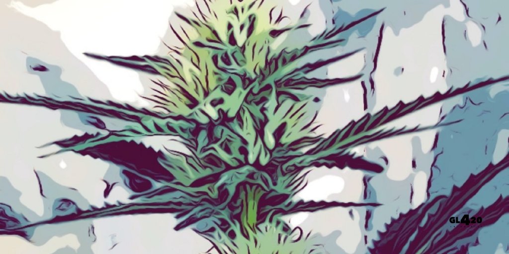 Clonegoddess's tweet photo. I don’t like getting high; I’m ACROPHOBIC. 😙💨💨 Visit us online to learn more about @officialgl420  #linkinbio 👆 #GL420 #BBF #XOTX #Californiagrown #Californiaweed https://t.co/0xQEklnDfJ