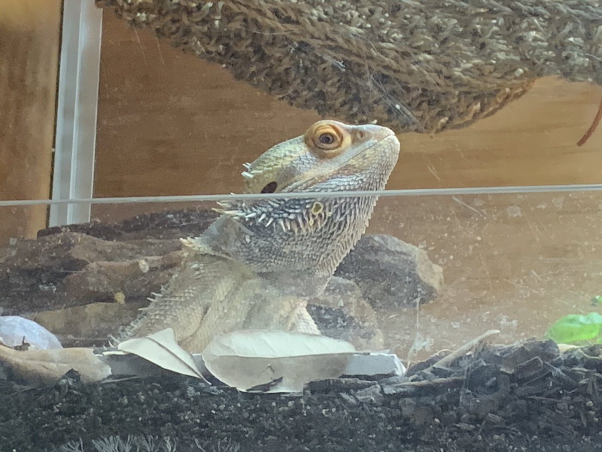 dragon_marley's tweet photo. What I see while exercising on the floor. Someone’s very judgemental. #beardeddragon #reptile #lizard #judgmental #marleythebeardeddragon https://t.co/IMZAhzDCJr