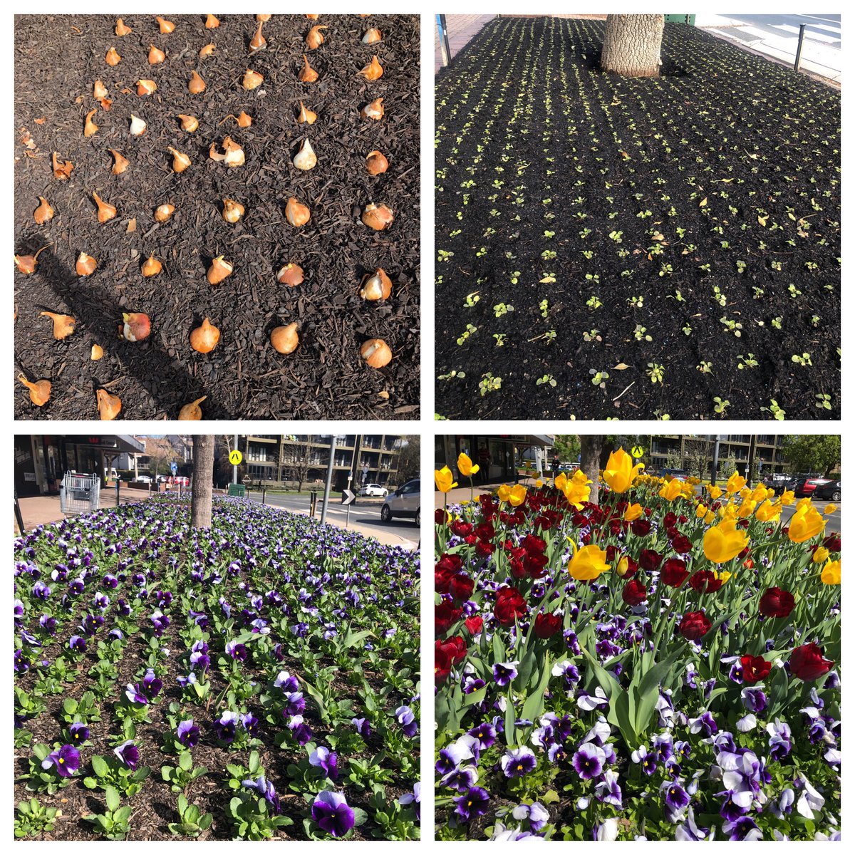 Jen_Dobbin's tweet photo. When a pandemic forces a rethink of iconic #floriade &amp; sparks joy in local communities instead! Thanks @ABarrMLA @InnerSouthACT @EventsACT @iconwater #spring #tulips #floriadereimagined #canberra #visitcanberra #BulbsintheBurbs https://t.co/ST8cErg0GC
