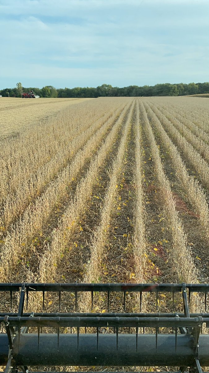 Bean harvest in full swing #harvest2020
