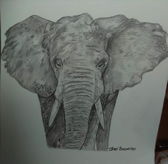 Elephant(8" x 11")PencilFrame: OptionalPrice: $25 ($30 with frame) #elephant