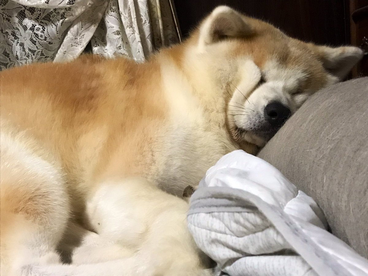 柴犬 秋田犬 はちモナじんくんとポン吉 貫禄ある寝顔ですな 秋田犬 犬の寝顔