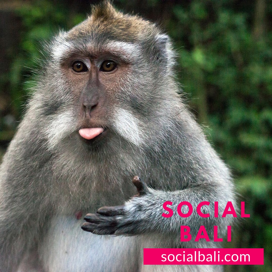 Social Bali is a boutique social media agency specializing in social + digital + influencer campaigns for Bali Businesses &amp; our clients all over the world. Each post, caption, and campaign is thoughtfully created and tailored to the needs of your busines. 
🌺🌺🌺