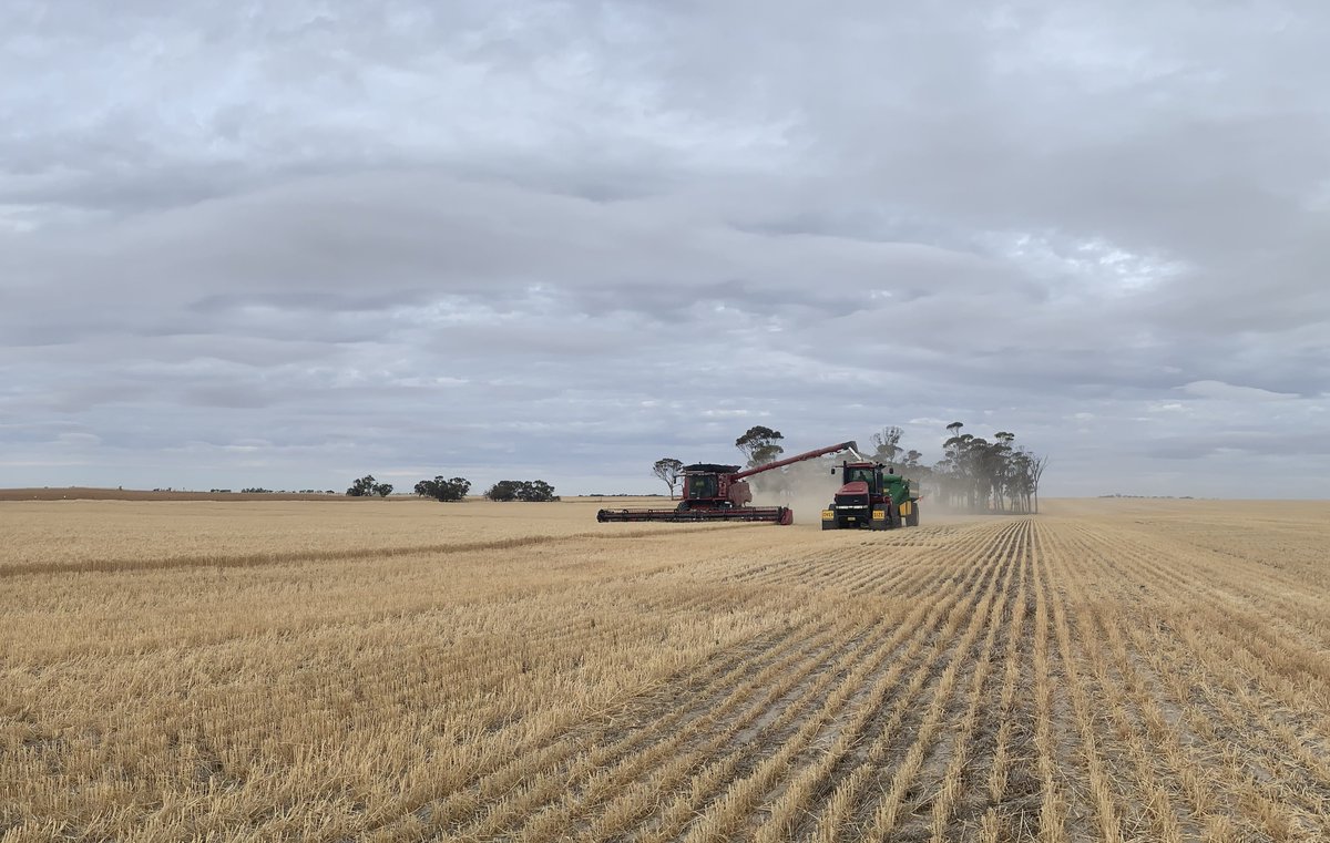 Looking for someone to help with harvest this year, mainly chaser bin driving. Experience preferred but not essential. If willing to learn we are willing to teach. Good rates Call or text me on 0408379475.