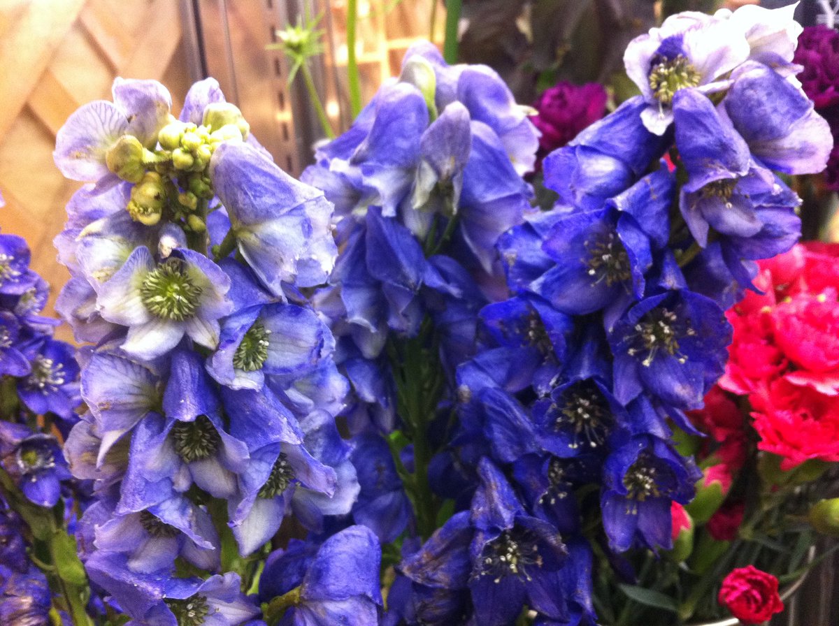 ハナラボノート おはようございます 生け花や茶花で使われることもある青紫色の美しい花は トリカブト 秋が旬で お花屋さんにもたまに出回ります 毒性が強いのは根ですが 切花を活けた水なども口にしないよう要注意 ちょっと怖いけど美しい山野草
