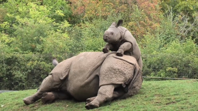 SleepZM's tweet photo. This reminds my of my 3 year old trying to wake me up on the weekends...#worldrhinoday https://t.co/qhoMIg2Ozb