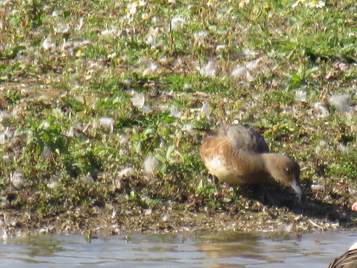 realNed's tweet photo. @YorkBirding 
Went to North Cave Wetlands yesterday and saw this among all the greylags.
Any ideas please https://t.co/yTWq3gHWWg