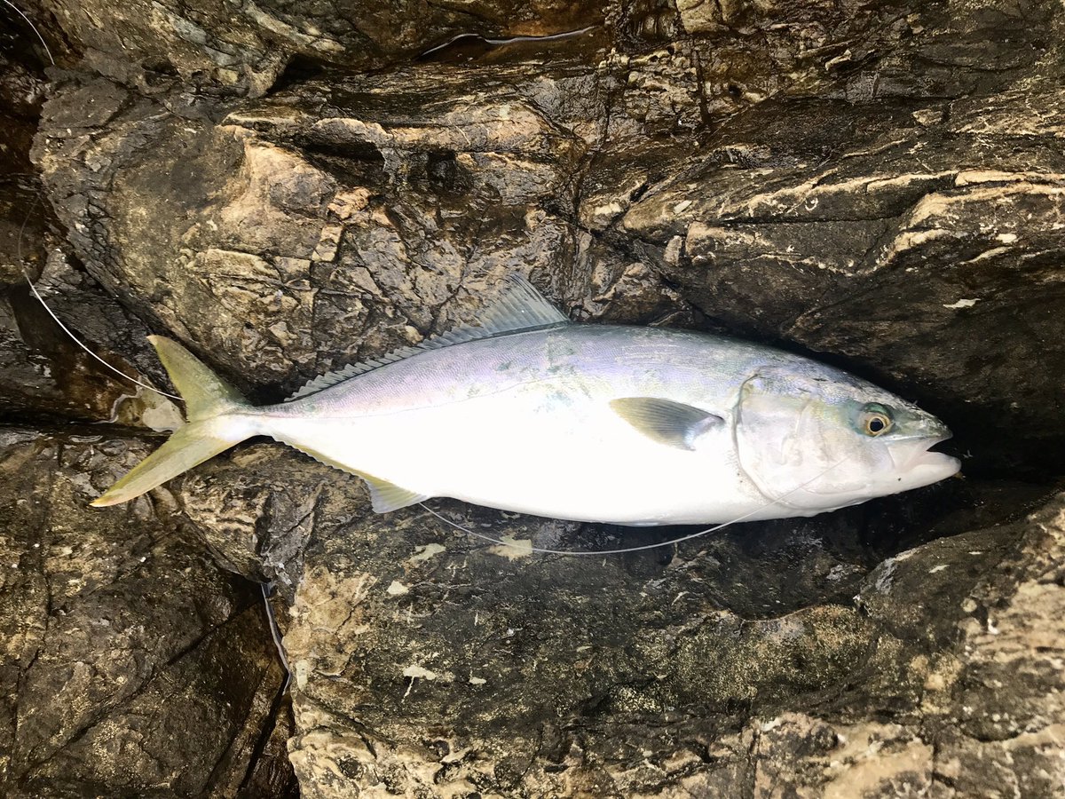 フィッシングラボ 釣り侍 Fishinglabo Twitter フィッシングラボ 釣り侍 Fishinglabo Twitter