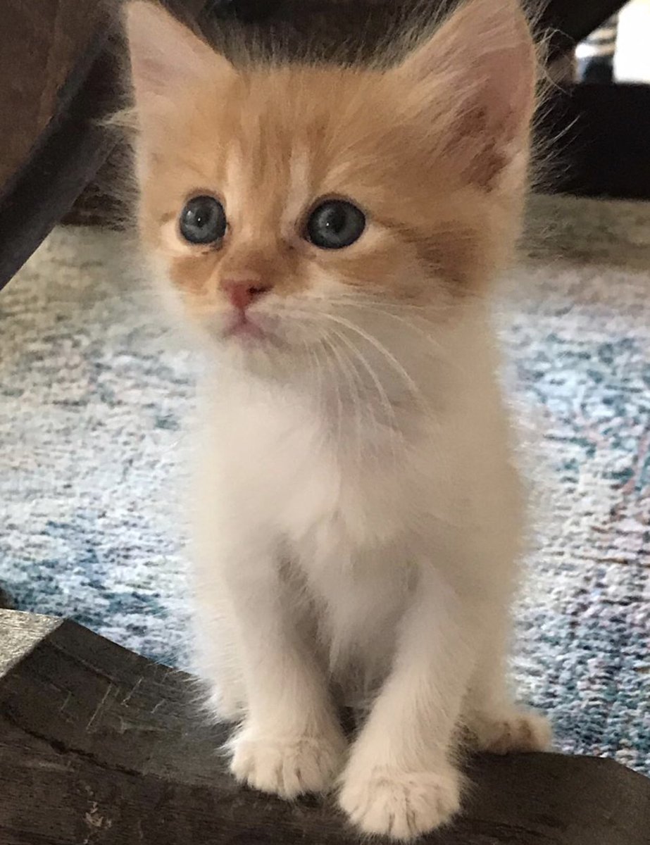 catstoadoptksa's tweet photo. ٥ قطط للتبني في الرياض. أعمارهم شهرين ونص. الفصيلة: شيرازي مع قط عربي. للتفاصيل الرجاء التواصل على الخاص. #قطط_الرياض #قطط_للتبني #اليوم_الوطني_السعودي90 #قطط_صغيرة https://t.co/xwtqYu1zm1