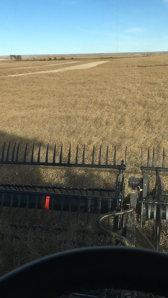 Camcar_Ent's tweet image. @PioneerSeedsCA LL and RR Trial day today. It will be interesting to see how these new hybrids stack up against some great favourites. #P506L #P505L #P501 #45H42 #45H33 #45H37 #45CS40 #45CM44 #45CM39