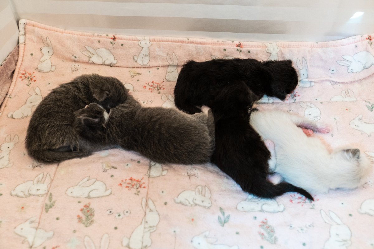 kitten_academy's tweet photo. C-U-T-E https://t.co/2rJteyM4Oq