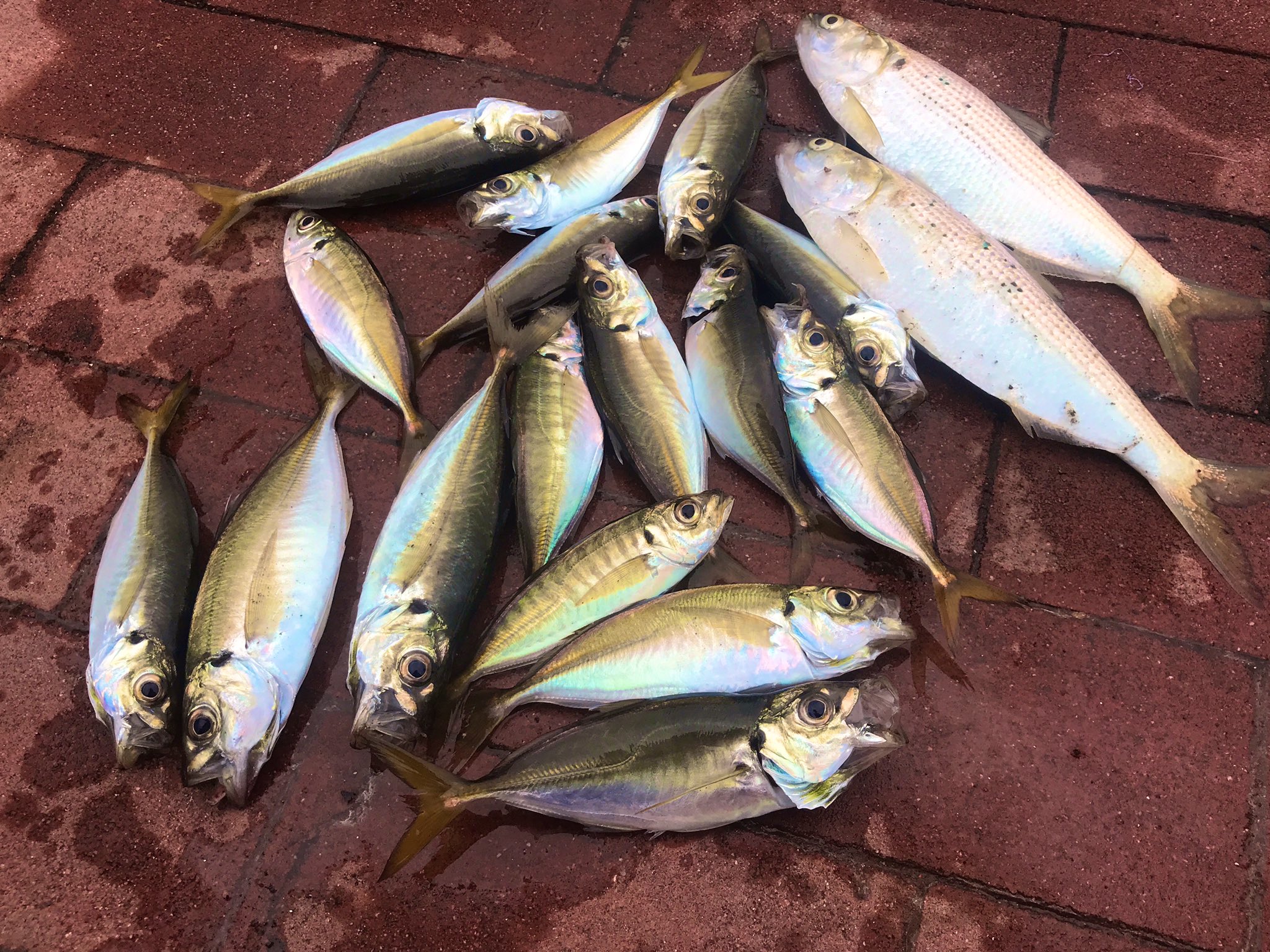 ぬこまた釣査団 隊長 大西 ぐるり公園で2時間サビキ釣りをした結果アジ16匹にコノシロ サッパ多数 目を疑うような光景 本当に都内の釣果か コマセなし針だけで釣れた トリックより2号スキンサビキが釣れた ゴムのアピール 明るくなったら