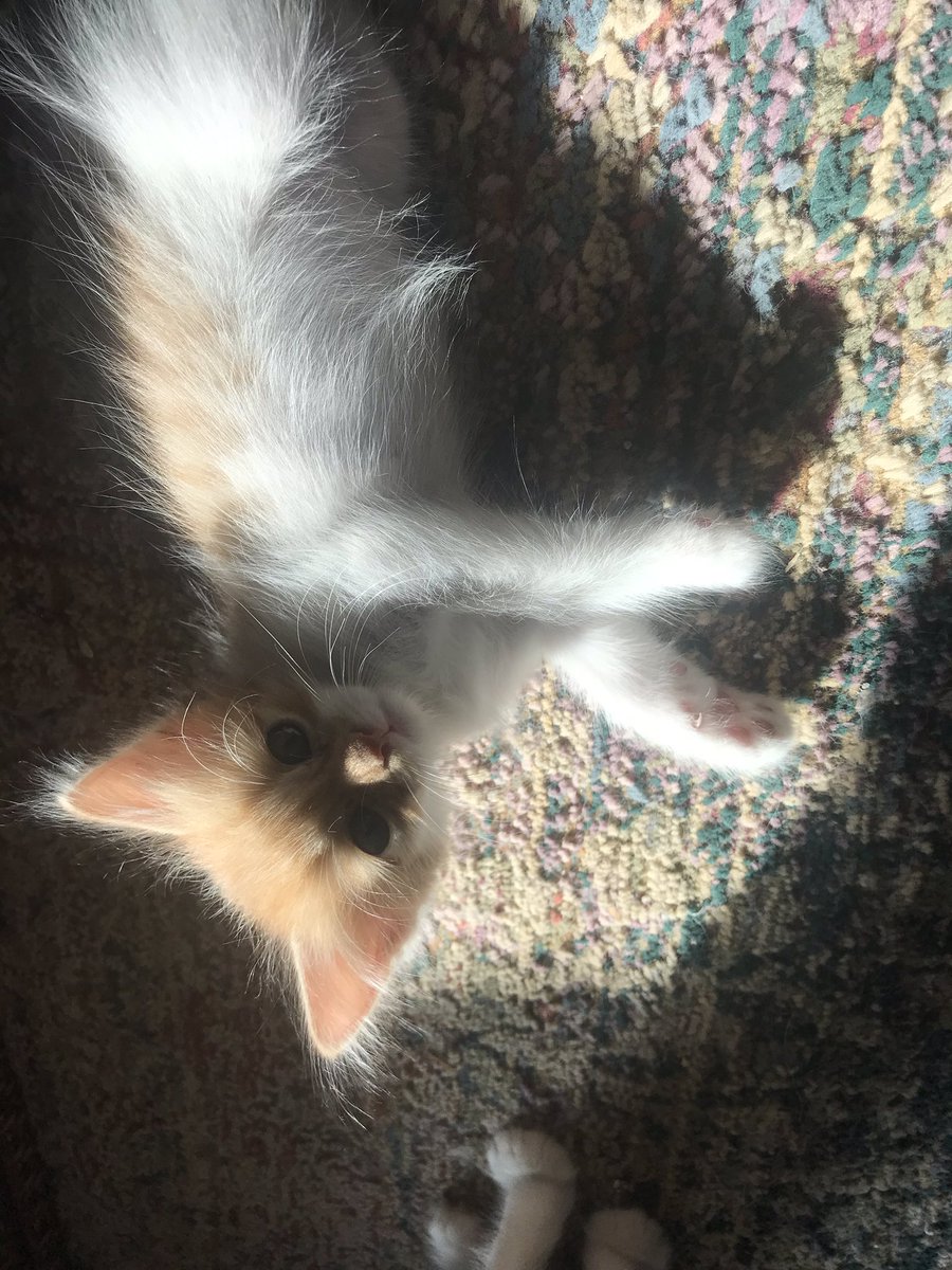catstoadoptksa's tweet photo. قطط للتبني في الرياض. أعمارهم شهرين ونص. الفصيلة: شيرازي مع قط عربي. للتفاصيل الرجاء التواصل على الخاص. #قطط_الرياض #قطط_للتبني #اليوم_الوطني_السعودي90  #قطط_صغيرة https://t.co/1pWSvvv99t