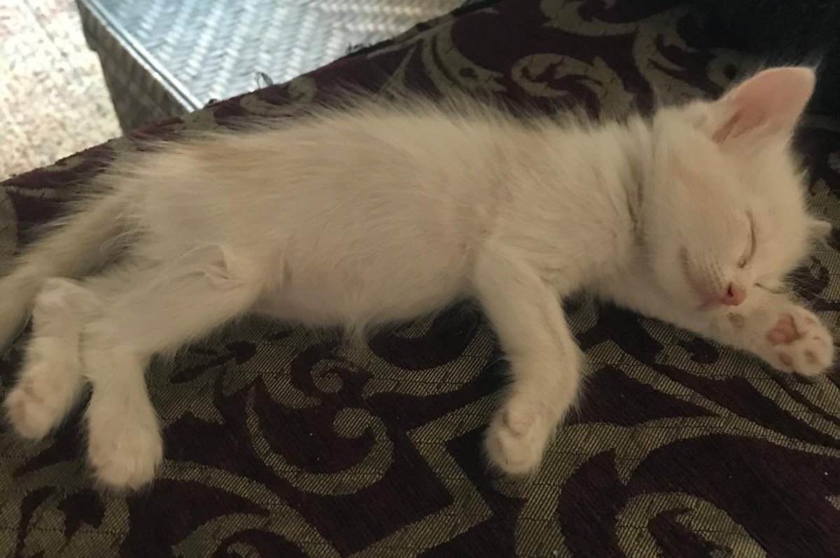catstoadoptksa's tweet photo. قطط للتبني في الرياض. أعمارهم شهرين ونص. الفصيلة: شيرازي مع قط عربي. للتفاصيل الرجاء التواصل على الخاص. #قطط_الرياض #قطط_للتبني #اليوم_الوطني_السعودي90  #قطط_صغيرة https://t.co/uBGbljtKgr