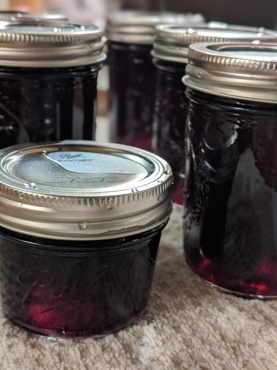 We had a small concord grape harvest this year, made some jelly 