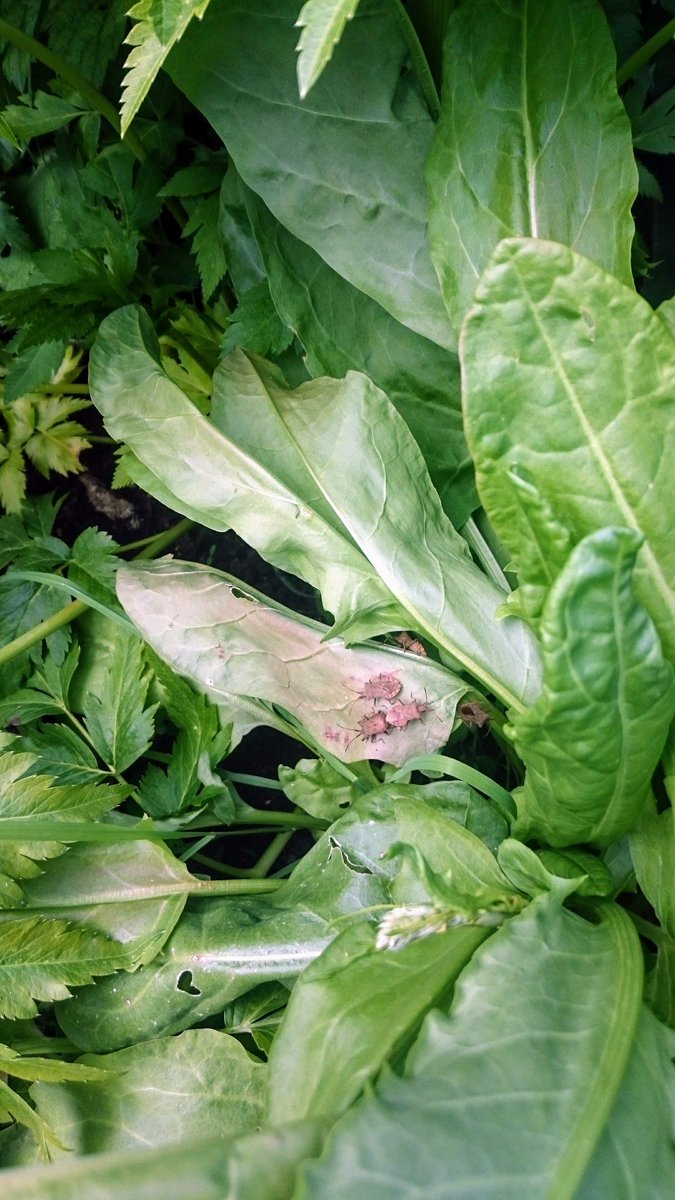 damesallsprint's tweet photo. @B_Strawbridge @BrisBotanicGdn First thought these might be stink bugs too.
Found a few on sorrel earlier this year..Partying?
😉#dockbugs https://t.co/a9e2Hswx3Y