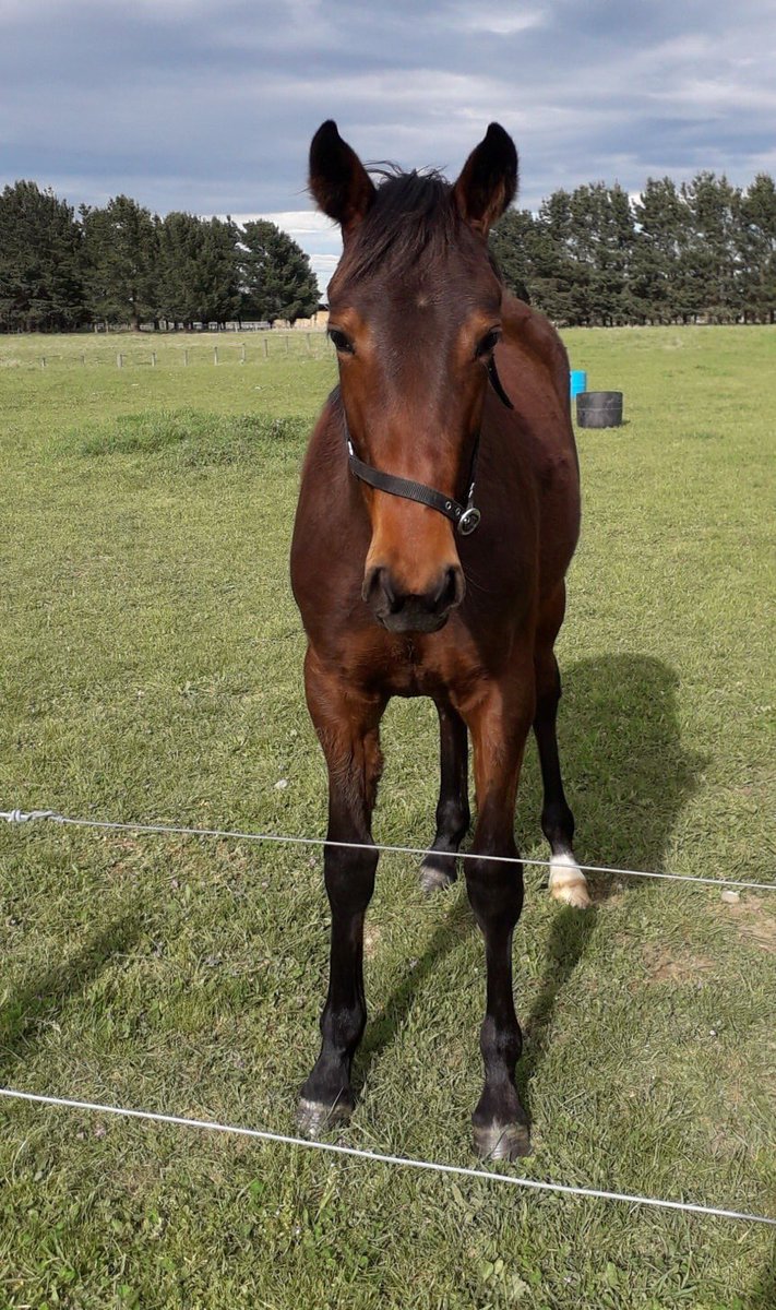 Alabarfarms's tweet photo. This is very typical of the reports we are hearing on the progeny of #Vincent. https://t.co/f3uO2HYbYz
