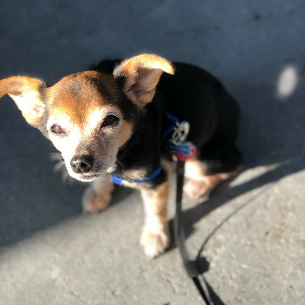 vpwalling's tweet image. 1st day of Fall / 4295th day of 2020 / Pumpkin Spice Rodney 🧡