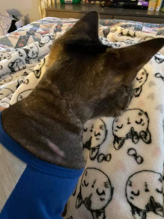 AlisaDStewart1's tweet photo. Our Frankenkitty Toby has his staples out now! There’s scar tissue but it’s healing well. It’ll look better when his fur grows back. https://t.co/6cYLIQIfk8