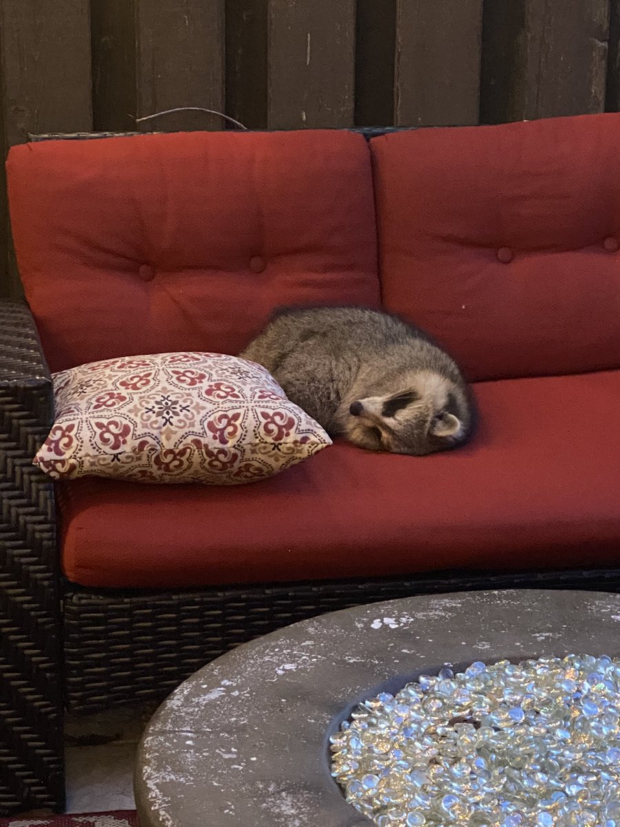 ariamoonstone1's tweet photo. When you go outside to relax and your outdoor couch is already occupied....... do I need a reservation? 
#Lockdown2 #Toronto #outdoors #Raccoon #raccoonlife https://t.co/LBq5tcphtd