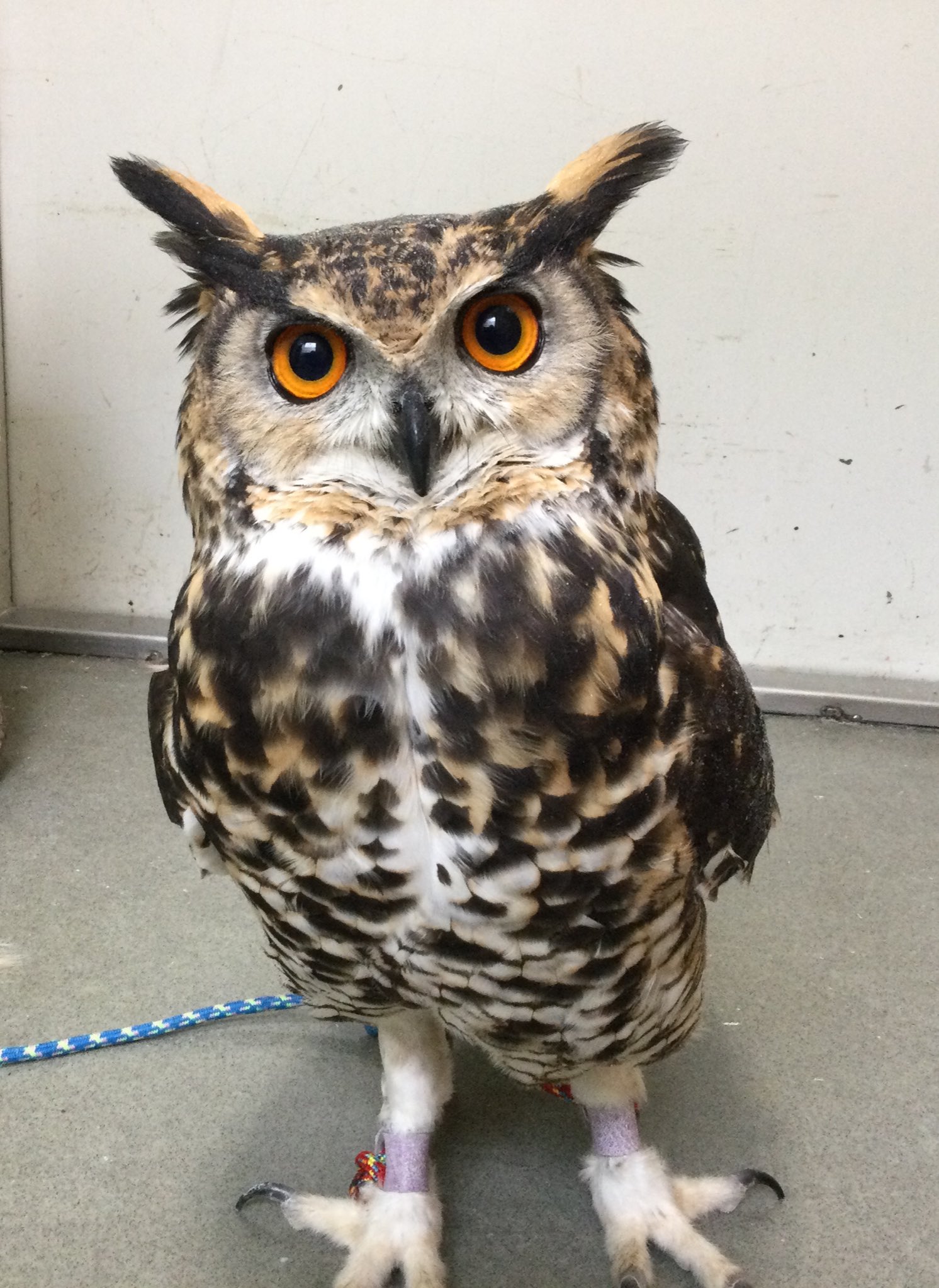 いけふくろうカフェowlcafe アルくんのベストショット いけふくろうカフェ 池袋 ふくろう フクロウ かわいい かっこいい ケープワシミミズク T Co Smecexycuj Twitter