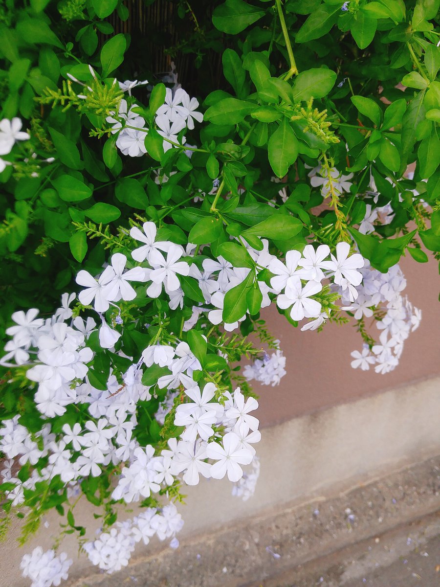 nanami10564's tweet photo. いつもの通り道🚶‍♀️
綺麗なお花が咲いていました🌼 https://t.co/ds7LzKINhn