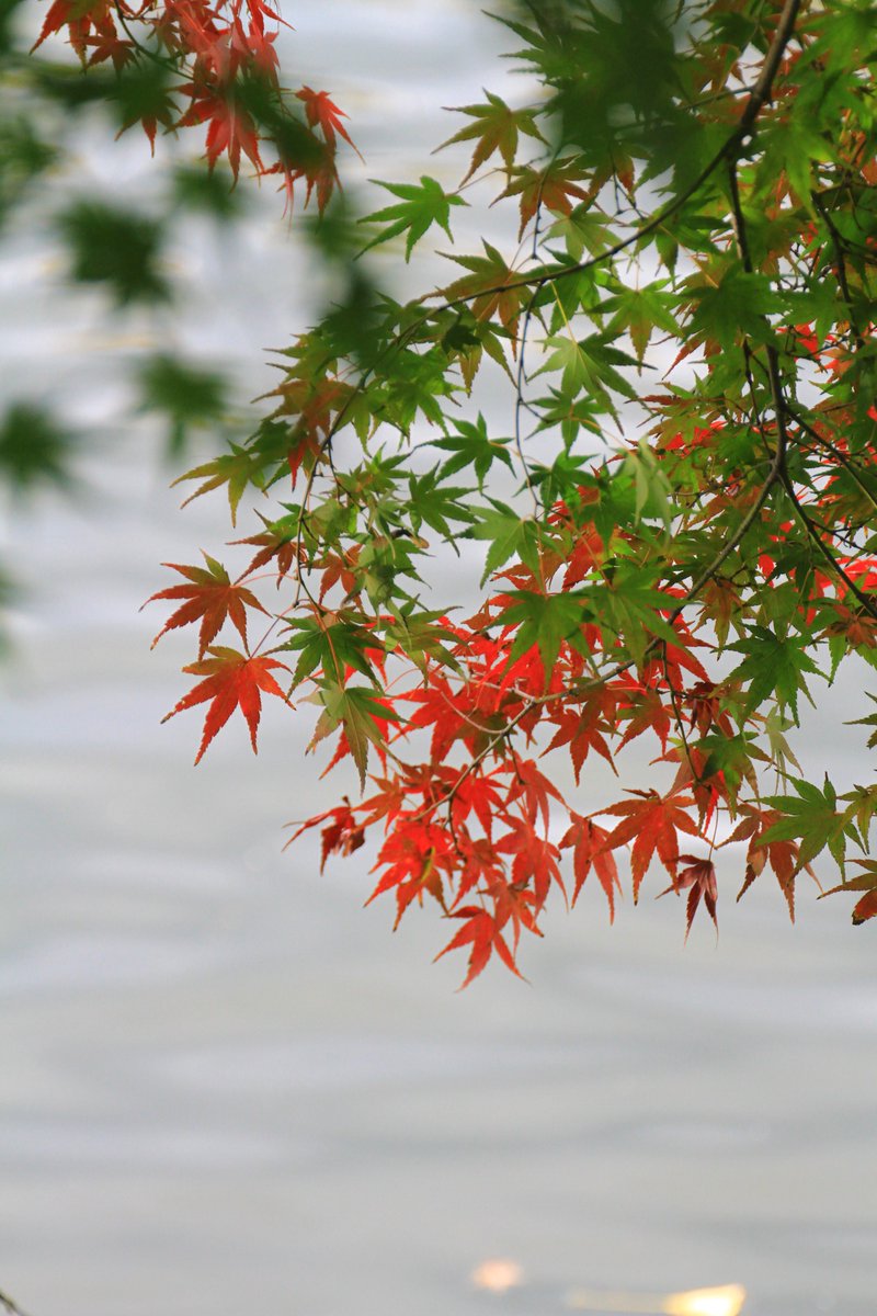 鏡 楓の花言葉 調和 美しい変化 大切な思い出 遠慮 日本の秋を彩る優しく繊細な風景がそこにはありました