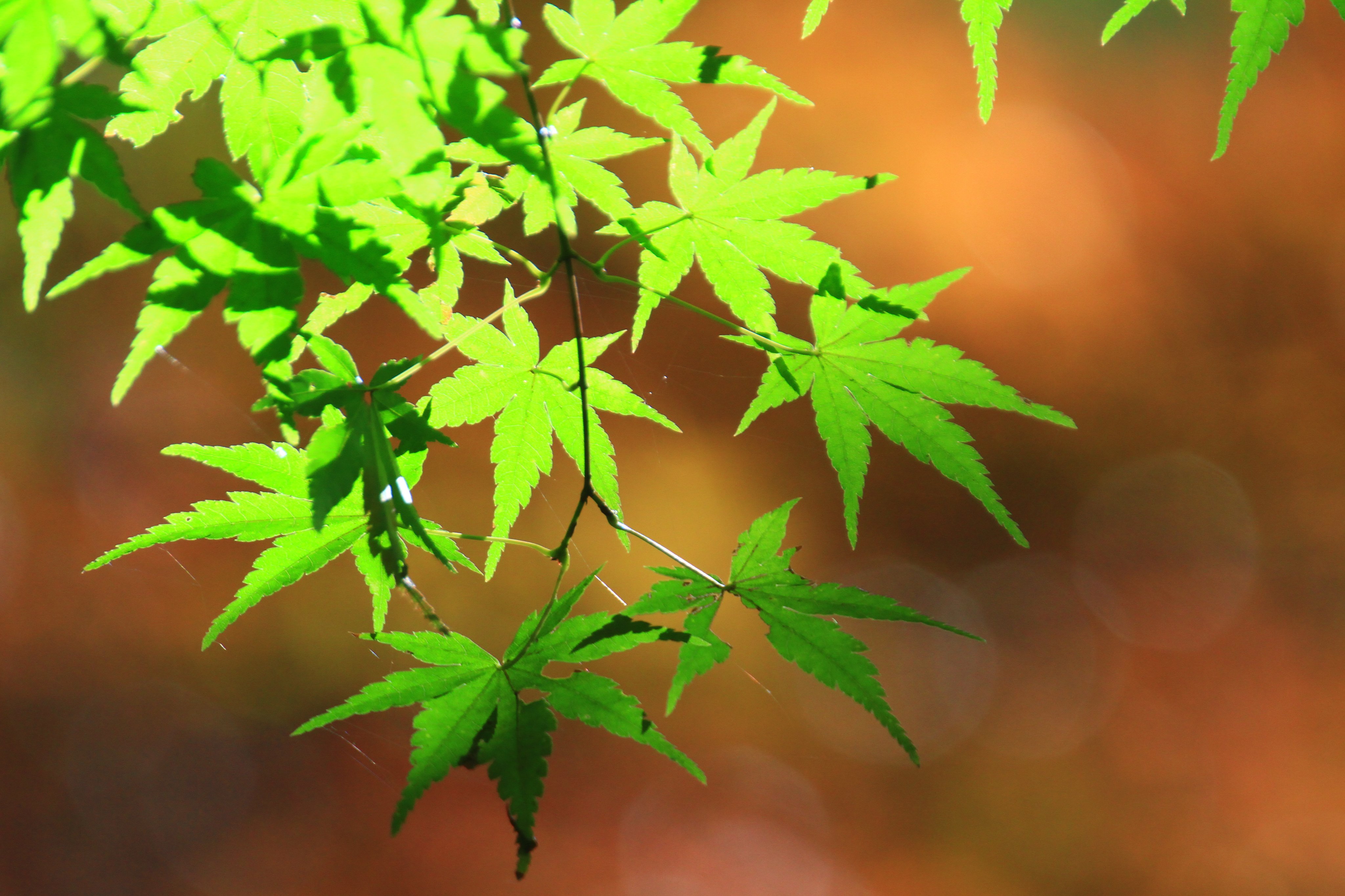 鏡 楓の花言葉 調和 美しい変化 大切な思い出 遠慮 日本の秋を彩る優しく繊細な風景がそこにはありました T Co Dzjqeg1ubr Twitter