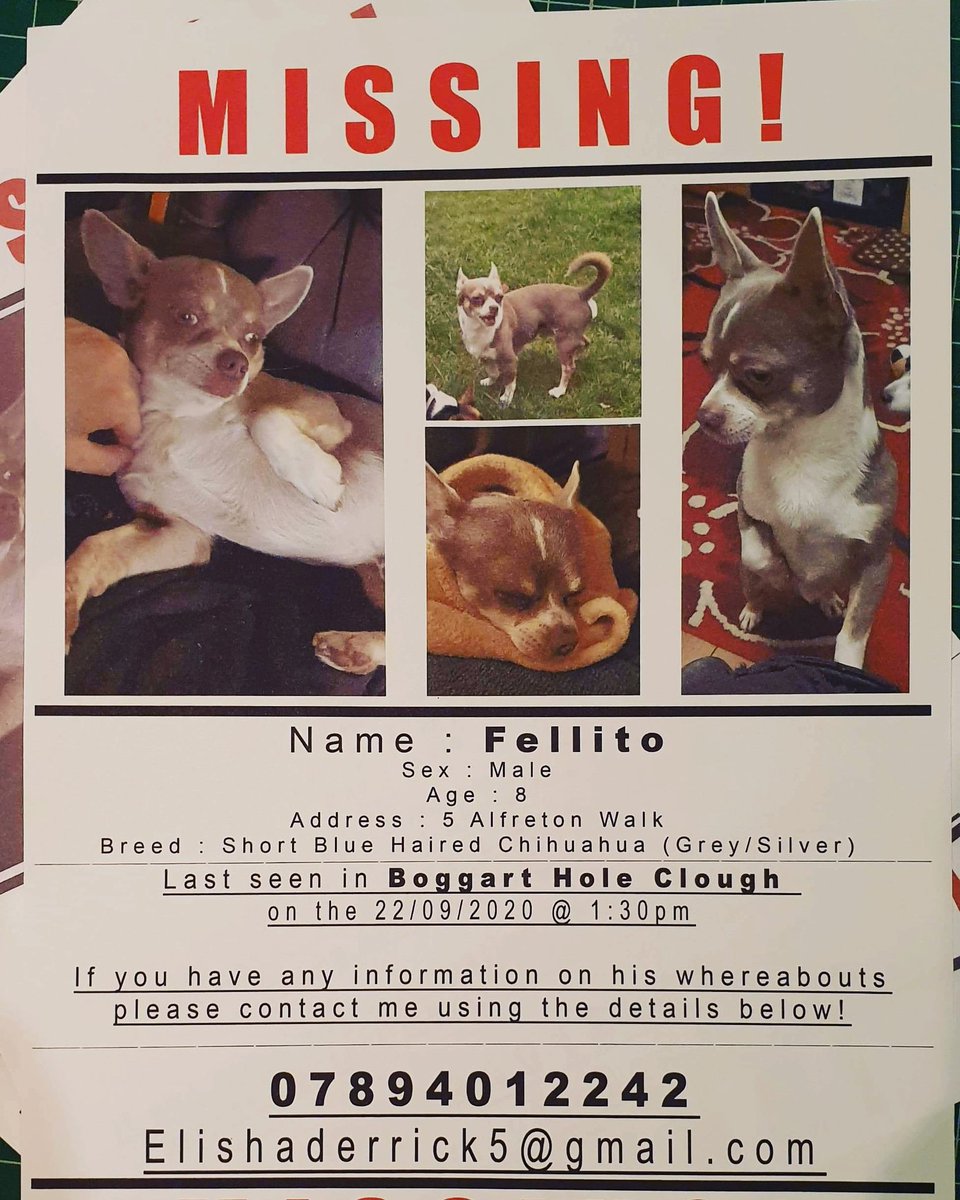 elisha_derrick's tweet photo. Wouldn't wish 
This On Everyone 
Around #manchester 
#pleasehelp get it 
#trending #findfellito

#chihuahuasofinstagram #chihuahua #lostdogs #aroundmanchester #boggartholeclough #doglovers #smalldogs #dogs #missing #missingdogs #missingchihuahua #animaltrust https://t.co/vg1X6k42MB