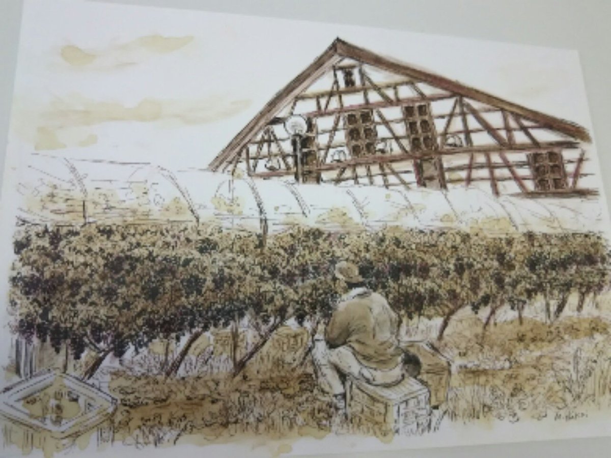 ギャラリーねこい 亀田イオンで11月17日に水彩色鉛筆ぬりえ教室をします 本日のイラスト ぶどうの日 でもあるのですね 高齢者向け施設用に描いたぬりえと塗り方のコツ纏めを っ W っ イラスト ぬりえ 水彩色鉛筆 葡萄 雪国のワイナリーの葡萄畑