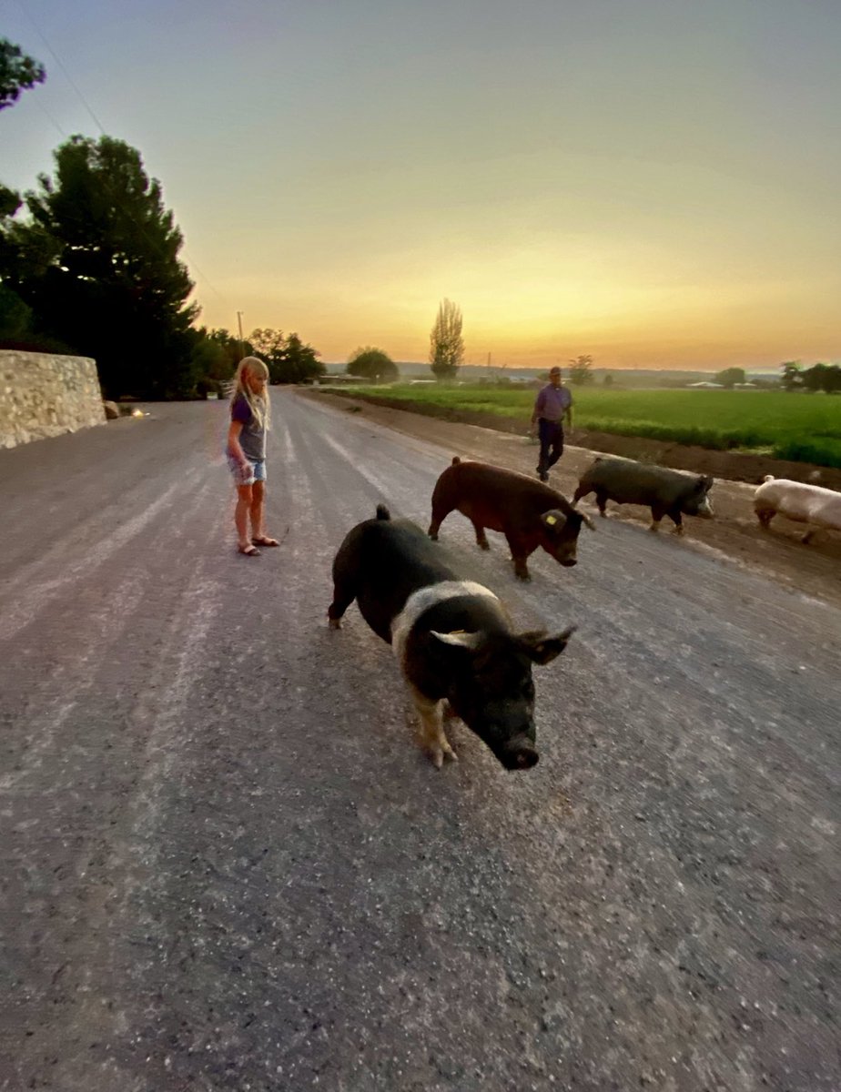 TerrianeEverha1's tweet photo. Something magical happens where the pavement ends. #loveliveNM #farmgirl #newmexicotrue #wideopenspaces #action2020 #changeiscoming #thankyouforthis,neighbor https://t.co/aM3q2p8q5L