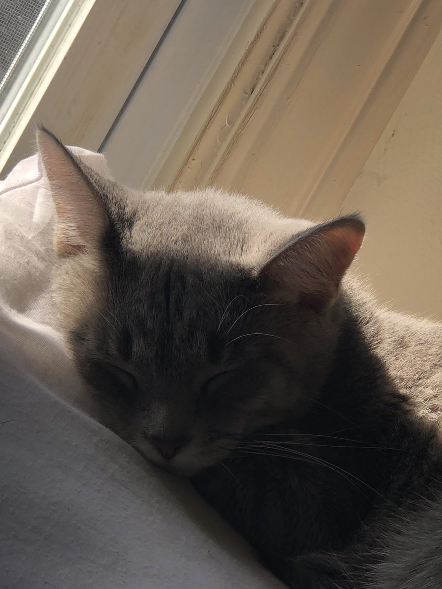iBetta4's tweet photo. @SweetEmmyCat This is what I woke up to this morning. My lil meatball. #PrincessEmmy #CatsOfBoardman #FrightClub https://t.co/OkSaRZiOIz