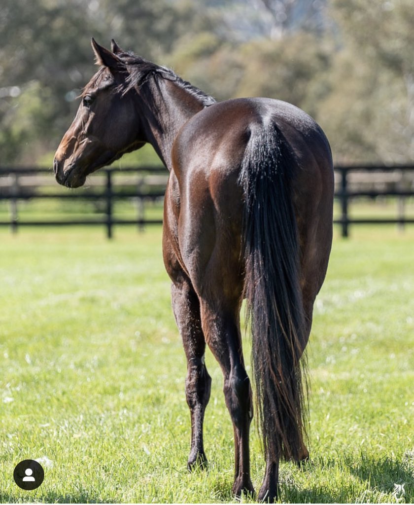 RacingHenderson's tweet photo. Looking great, AIDENSFIELD photo from @lindsayparkrace Ready to rumble in a couple of weeks for her tilt at the Group 1 @MelbRacingClub @AWilliamsBldstk @NewgateFarm #ThousandGuineas https://t.co/fL2qHvTyJT
