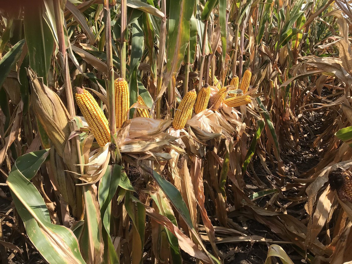 The elusive perfect plot?  Stressed it just enough to get a little tipback and zippering at the tips but pushing this short beauty to 42k PPA is going to be the sweet spot on productive soils. Nice hybrid, super stable right down the row.