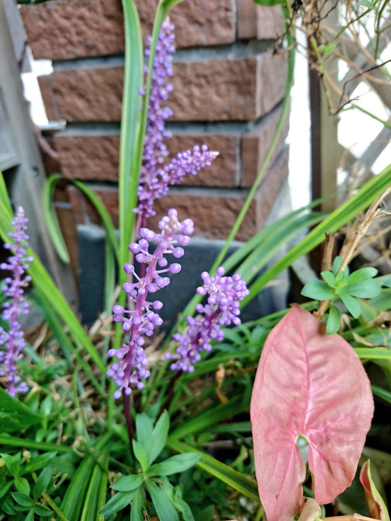 It feels like fall today. Liriope muscari flowers are growing in my garden. #ヤブラン #Liriopemuscari
