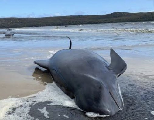 Почему выбрасываются на берег. Киты и дельфины выбрасываются на берег. Вымирание дельфинов черного моря. Гринды выбросились на берег. Киты и дельфины выбрасываются на берег.