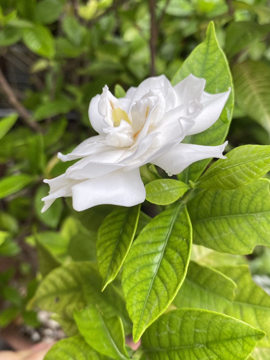 奔月さつきعلى تويتر 二朵栀子花在初秋遥相守望 也是罕见了 你是忘记了自己开花的季节了么