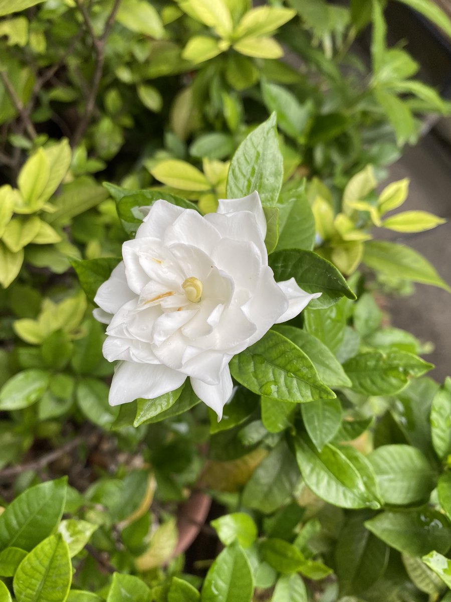 奔月さつきعلى تويتر 二朵栀子花在初秋遥相守望 也是罕见了 你是忘记了自己开花的季节了么