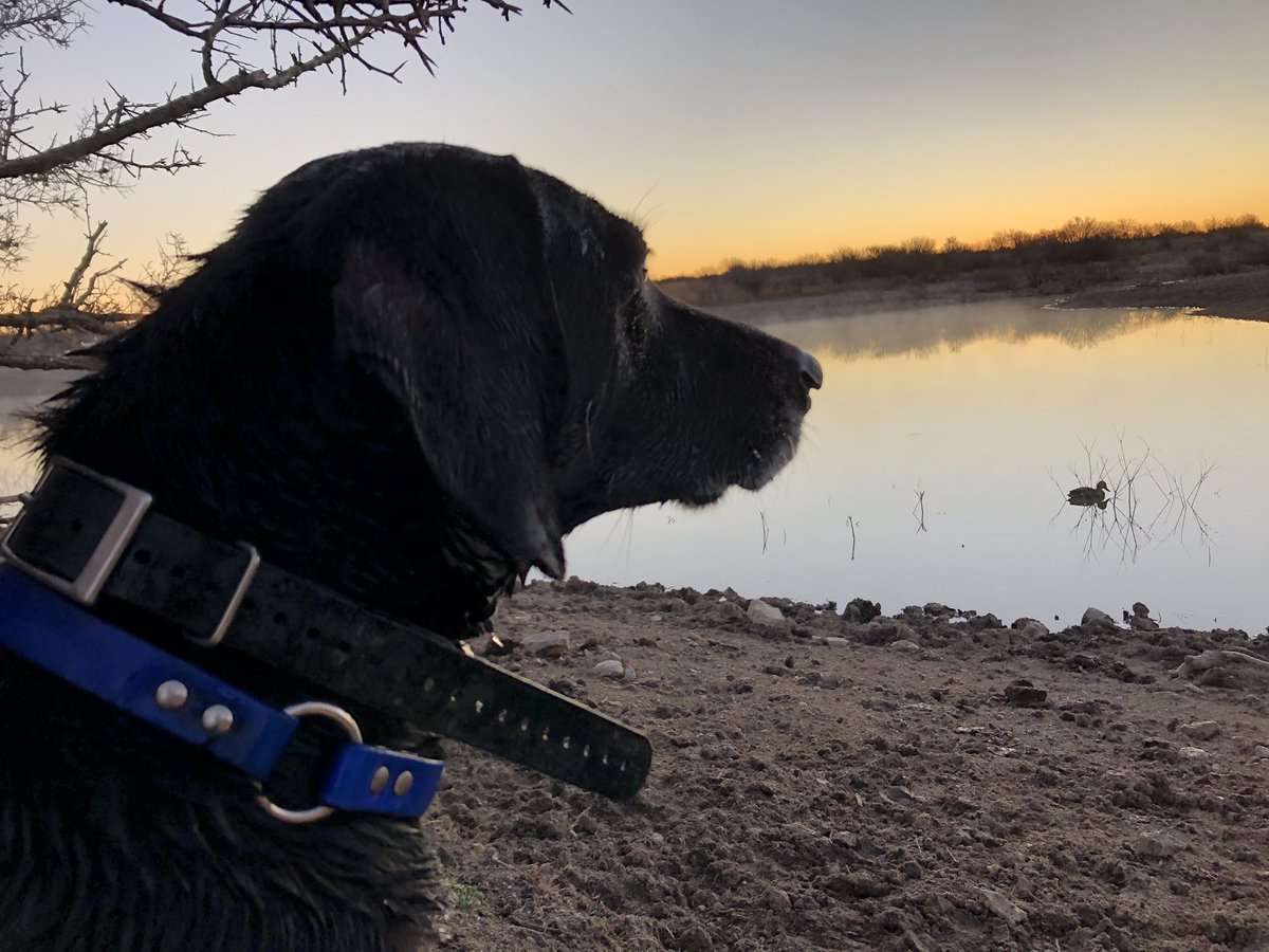 chadnstephens's tweet photo. Lost one of my best friends and hunting partners yesterday.  She was great at home and in the field. We will tell her stories and cherish our memories with her forever.  2008-2020 https://t.co/RDpatUtC0w