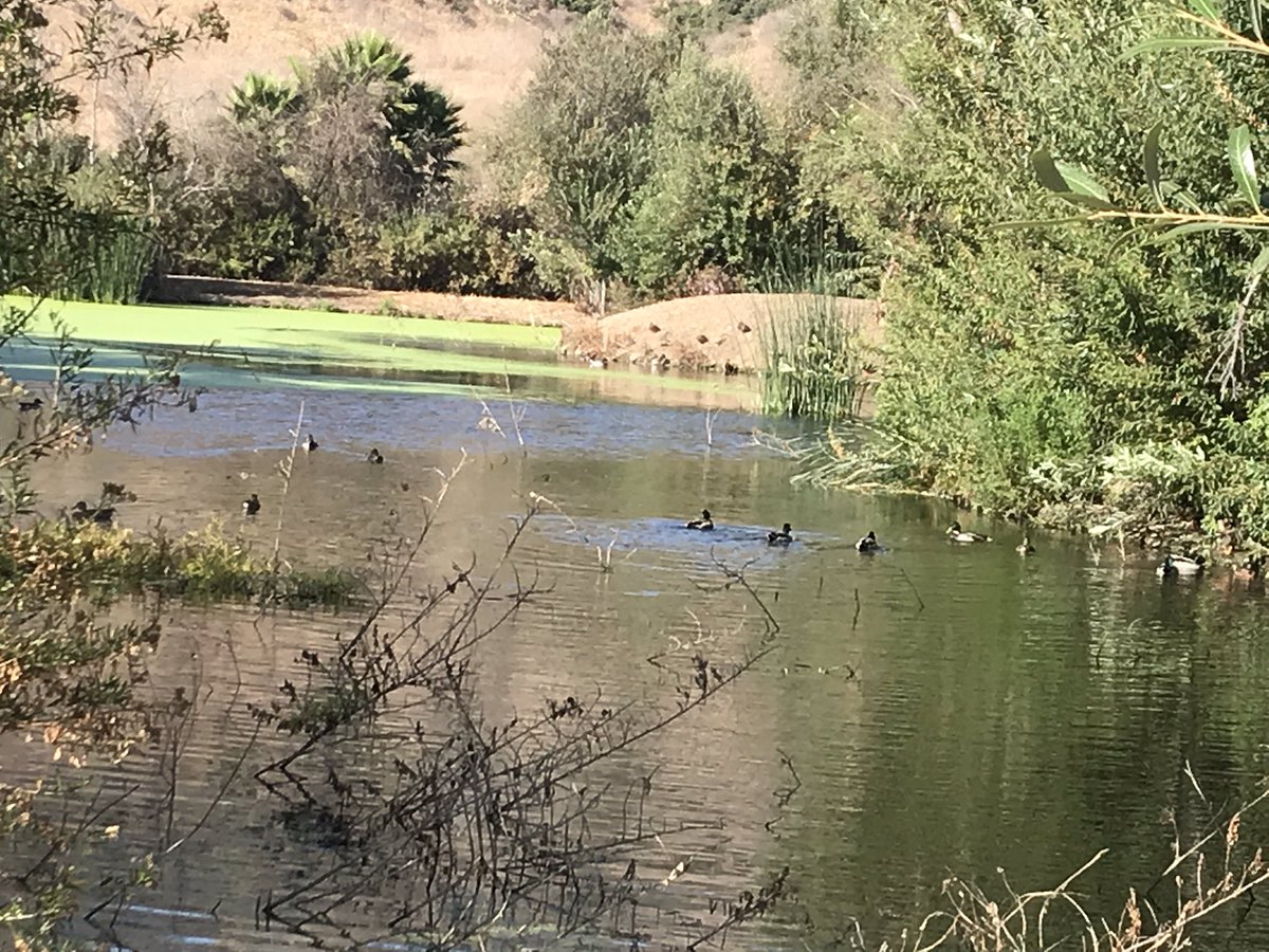 hillypaige2's tweet photo. Tough to find water in Southern California but not on the #ArroyoConejo trail!  Beautiful 5-mile trail and perfect for getting in my steps for the @nationallipid #NLAStepChallenge.  Thanks to @ReporterDawn for the idea and Steve Forman for adopting the trail via @COSFoundation!👍 https://t.co/F5QISVWufY