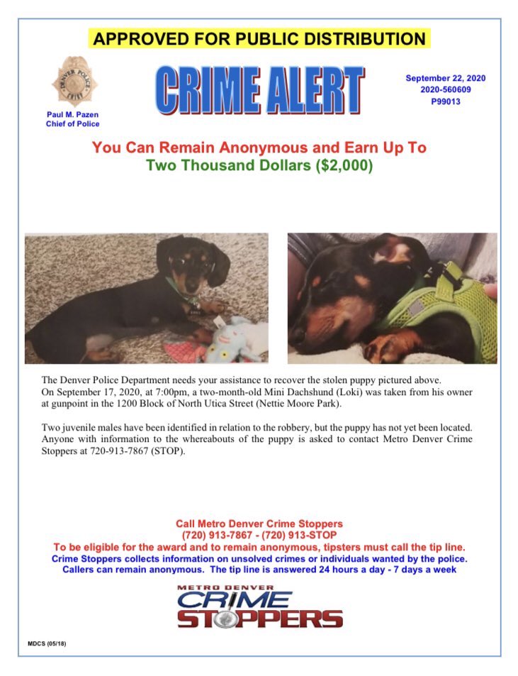 AndreaFloresTV's tweet photo. Imagine taking your puppy for an evening walk, and having it stolen at gunpoint in the blink of an eye. That’s what happened to one Denver couple. DPD has identified 2 people in relation to robbery, but still no dog. The owners’ terrifying story, and the search for Loki, at 10p. https://t.co/um1SLMYWXI