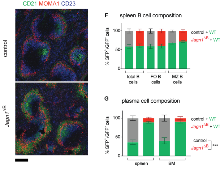 mmw_lmw's tweet photo. #PlasmaCell_Development | A crucial role for Jagunal homolog 1 in humoral immunity and antibody glycosylation | Josef Penninger @IMBA_Vienna @JExpMed https://t.co/K1p5q6C7O0 https://t.co/SS5rBr4cZ6