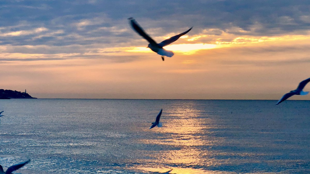 « Envole-moi, Envole-moi » 🕊
#ILoveNice #Nice06 #CotedAzurFrance #France #Morning #MagnifiqueFrance https://t.co/xB8vyU5YnX
