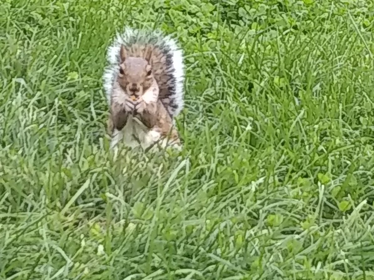 JackStewartCham's tweet photo. A friend I made in Boston https://t.co/G7G6LMilgy