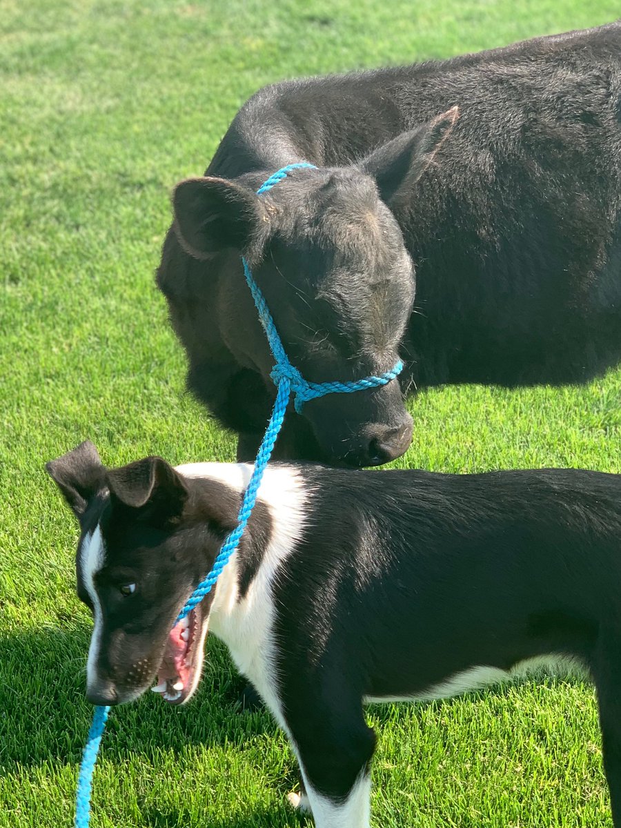 HanbergRanches's tweet photo. @TheDailyCowman Going to try and market this one as dog gentle and see if i can get a premium! #bottlecalf #paininass #momprolapsedanddied https://t.co/QXi82cNKKy