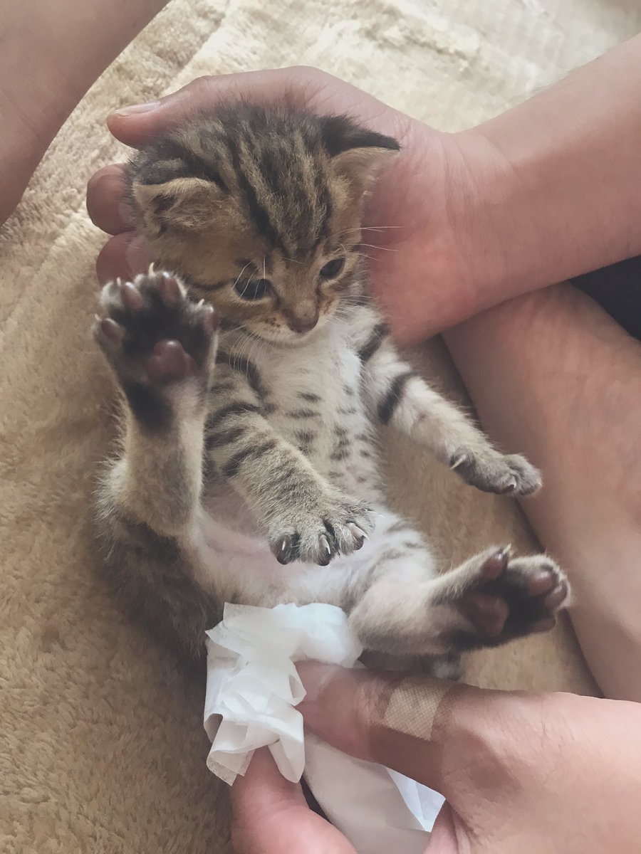 子猫 猫 砂 食べる